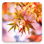 Красивая Осень Живые Обои