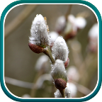 Весенние Пейзажи Живые Обои