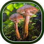 Красивые Осенние Живые Обои HD