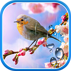 Дождливые Цветы Живые Обои