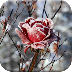 Зимние Цветы Живые Обои