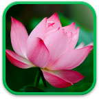 Тропические Цветы Живые Обои