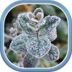 Зимние и Осенние Цветы Живые Обои